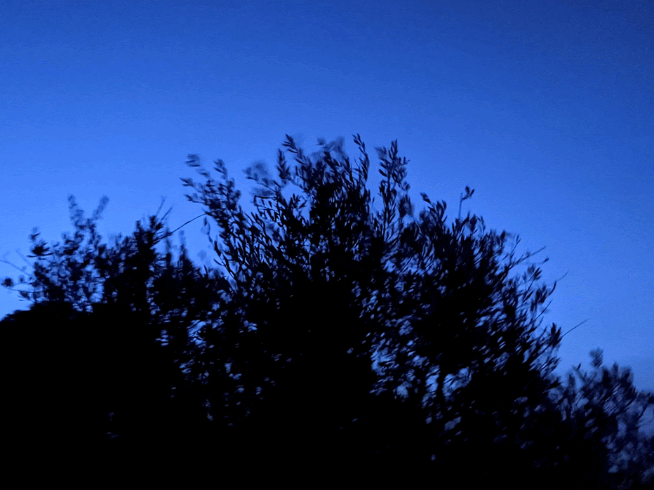 Leaves blowing in the wind are contrasted by a blue night sky